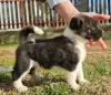 Additional photos: American Akita, puppies