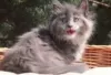 Photo №1. maine coon - for sale in the city of Фискари | Is free | Announcement № 128593