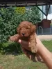 Photo №4. I will sell poodle (toy) in the city of Kula. breeder - price - negotiated