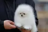 Photo №4. I will sell pomeranian in the city of Штутгарт. private announcement - price - 380$