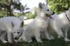 Additional photos: White Swiss Shepherd puppies for sale