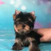 Photo №2 to announcement № 42916 for the sale of yorkshire terrier - buy in Germany private announcement