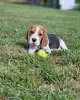 Photo №1. beagle - for sale in the city of Cologne | 450$ | Announcement № 127383