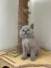 Additional photos: Lovely British shorthair kittens available now for sale