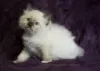 Photo №1. ragdoll - for sale in the city of Франкфурт-на-Майне | Is free | Announcement № 103986