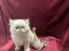 Photo №2 to announcement № 110364 for the sale of persian cat - buy in Germany 