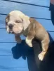 Photo №1. english bulldog - for sale in the city of Boston | 380$ | Announcement № 125629