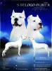 Additional photos: Dogo argentino puppy