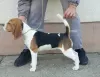 Photo №4. I will sell beagle in the city of Omoljica. private announcement - price - negotiated