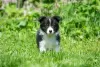 Additional photos: Border collie puppies