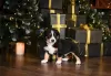 Additional photos: Entlebucher Sennenhund puppies (5 boys and 1 girl). Puppies were born on