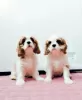 Photo №2 to announcement № 39421 for the sale of cavalier king charles spaniel - buy in Russian Federation private announcement