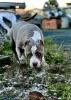 Additional photos: AMERICAN BULLY PUPPIES