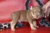 Additional photos: American bully