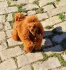 Photo №1. poodle (toy) - for sale in the city of Werbass | negotiated | Announcement № 121587