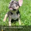 Photo №1. french bulldog - for sale in the city of Dusseldorf | 380$ | Announcement № 128710