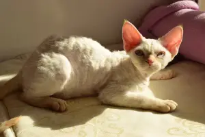 Photo №1. devon rex - for sale in the city of Ulyanovsk | 500$ | Announcement № 1836