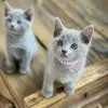 Photo №1. russian blue - for sale in the city of Mansfeld-Südharz | Is free | Announcement № 112374