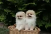 Photo №4. I will sell pomeranian in the city of Nottingham. private announcement - price - 568$