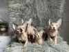 Photo №3. Sphynx and elf kittens for sale. Germany