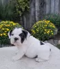 Photo №1. english bulldog - for sale in the city of Lisbon | negotiated | Announcement № 126870