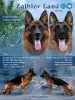 Photo №1. german shepherd - for sale in the city of Луцк | 941$ | Announcement № 127813