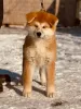 Additional photos: Japanese Akita Inu puppies