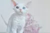 Photo №1. devon rex - for sale in the city of Eindhoven | 2325$ | Announcement № 44543