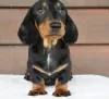 Photo №3. dachshund puppy. United States