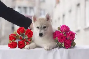 Additional photos: Purebred babies Siberian Huskies are offered for sale.