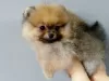 Additional photos: Pomeranian Spitz puppies, mini boo.