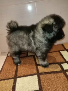 Additional photos: German Wolfspitz Keeshond