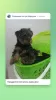 Photo №2 to announcement № 8765 for the sale of yorkshire terrier - buy in Russian Federation breeder