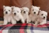 Photo №1. west highland white terrier - for sale in the city of Munich | Is free | Announcement № 32013