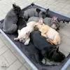 Additional photos: French bulldog puppies