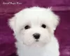 Photo №1. maltese dog - for sale in the city of Долинская | negotiated | Announcement № 26020