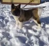 Additional photos: American Akita Puppies