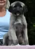 Photo №4. I will sell anatolian shepherd in the city of Brno. breeder - price - 1162$