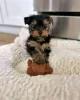 Photo №2 to announcement № 125801 for the sale of yorkshire terrier - buy in Sweden 