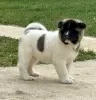 Additional photos: American Akita puppies