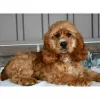 Photo №2 to announcement № 45706 for the sale of english cocker spaniel - buy in Colombia private announcement