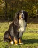 Photo №4. I will sell bernese mountain dog in the city of Wodzisław Śląski. breeder - price - 757$