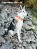 Photo №4. I will sell west siberian laika in the city of Монтана. private announcement - price - negotiated