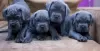 Additional photos: Cane Corso Puppies RECOMMENDATION