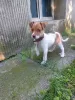 Photo №1. jack russell terrier - for sale in the city of Helsinki | 370$ | Announcement № 65404