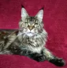 Additional photos: Maine Coon. Young cat for breeding.