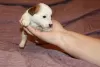 Additional photos: Jack Russell Terrier puppies