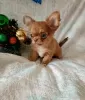 Photo №4. I will sell chihuahua in the city of Minsk. breeder - price - 480$