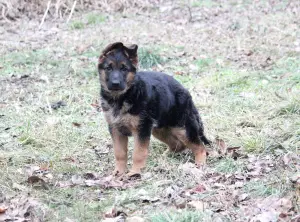 Additional photos: High Breed German Shepherd Puppies