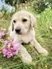 Photo №1. labrador retriever - for sale in the city of Mogilyov | Is free | Announcement № 16302